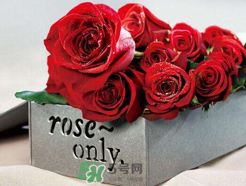 roseonly怎么樣？roseonly好看嗎？