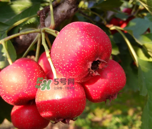 山楂什么人不能吃？山楂什么時(shí)候吃效果好