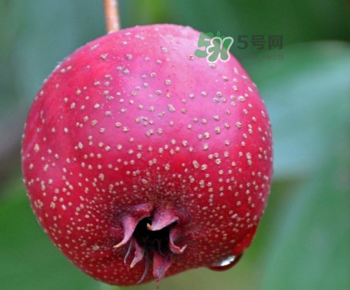 山楂是什么季節(jié)的水果？山楂幾月份成熟