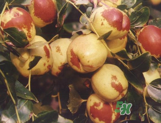 梨棗多少錢一斤 梨棗的熱量 梨棗多少錢一斤 梨棗的熱量