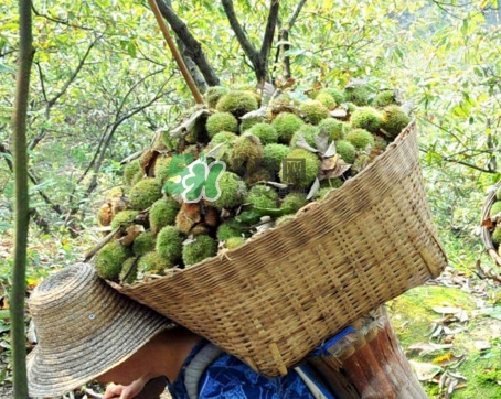 板栗什么時(shí)候上市？板栗什么人不能吃