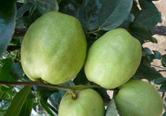 梨棗和冬棗哪個大？梨棗和冬棗的區(qū)別