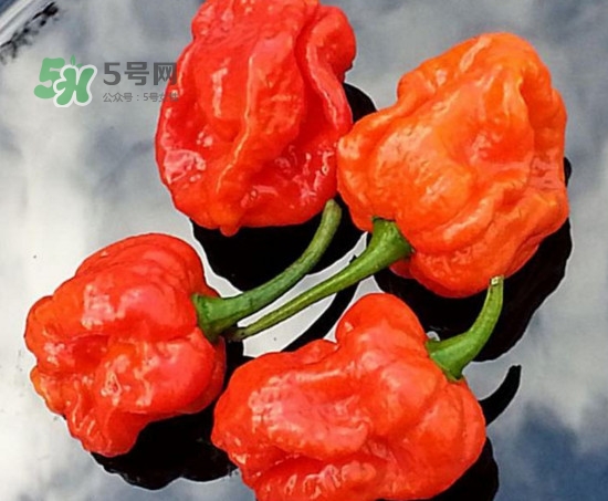 卡羅萊納死神辣椒中國有嗎？死神辣椒哪里有賣