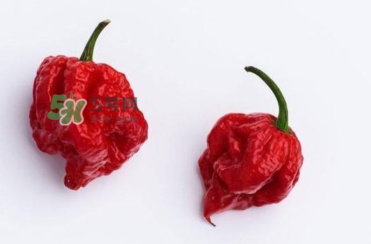 卡羅萊納死神辣椒辣死過人嗎？死神辣椒究竟有多辣