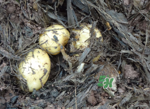 九月份可以種土豆嗎？秋天能種土豆嗎？