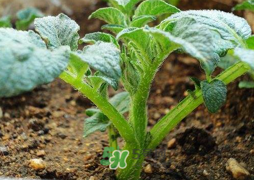 九月份可以種土豆嗎？秋天能種土豆嗎？