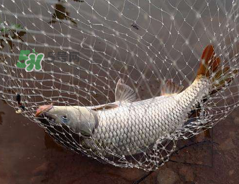 八月份釣魚用什么料好？八月份釣什么魚？