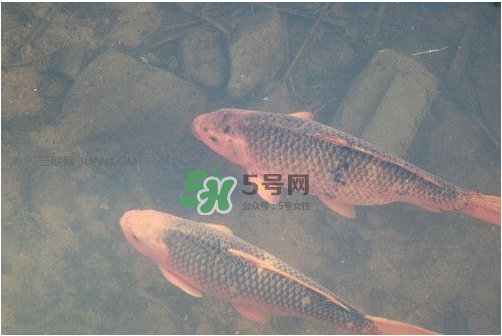 八月份釣魚用什么料好？八月份釣什么魚？