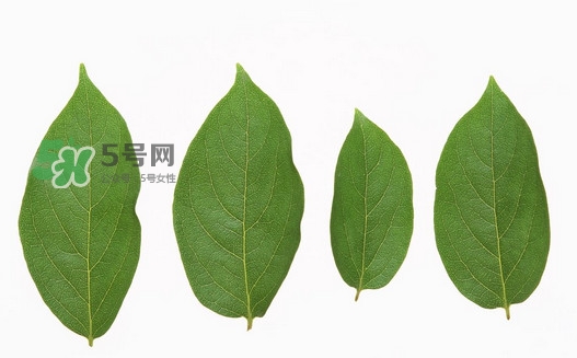 柿子葉能治胃病嗎？柿子葉什么時候采最好