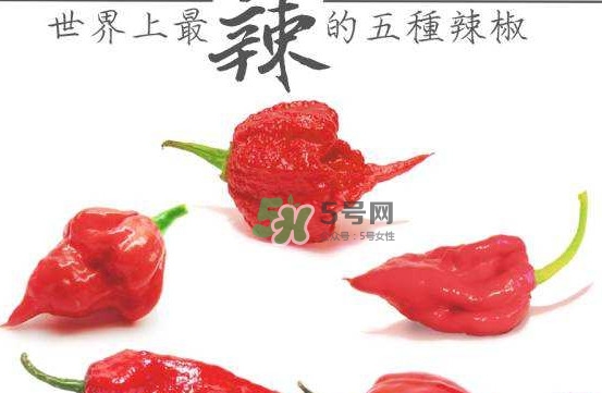 卡羅萊納死神辣椒中國有嗎？死神辣椒哪里有賣