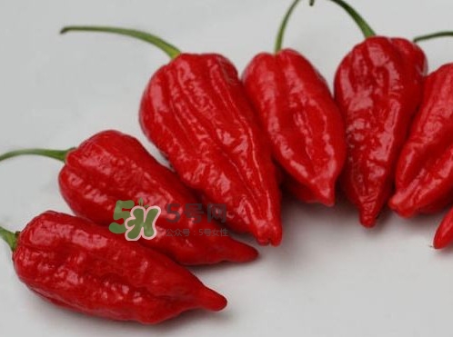 卡羅萊納死神辣椒辣死過人嗎？死神辣椒究竟有多辣