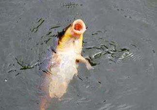 八月份釣魚用什么料好？八月份釣什么魚？