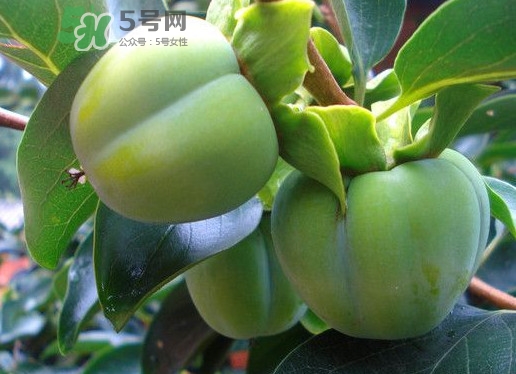 柿子葉能降血糖嗎？青柿子的功效與作用