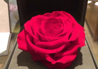 roseonly怎么看真假？roseonly真假對比