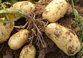 九月份可以種土豆嗎？秋天能種土豆嗎？