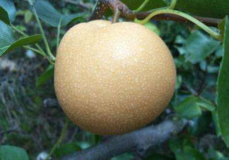 豐水梨產(chǎn)地在哪里？豐水梨是哪里產(chǎn)的？