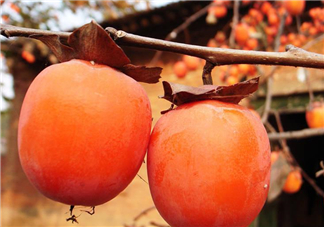 脆柿子好吃還是軟柿子好吃？脆柿子和軟柿子哪個好吃？