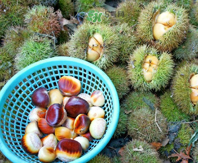 板栗吃多了會放屁嗎？板栗吃多了胃脹怎么辦？