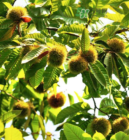 板栗放微波爐加熱多久？板栗放高壓鍋煮多久？