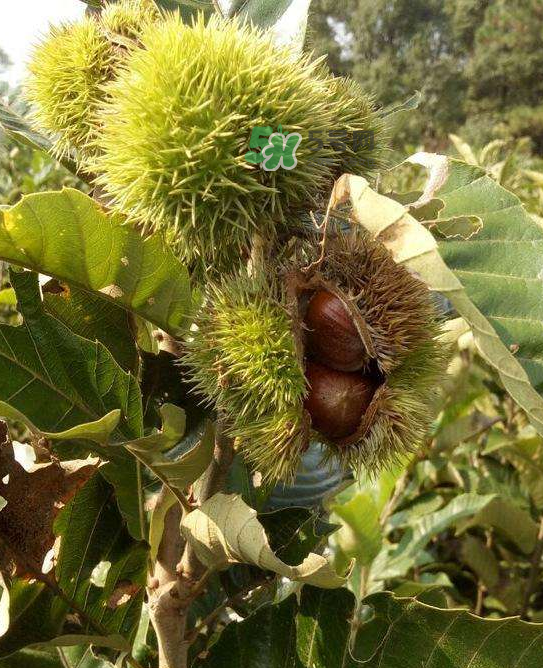 板栗放微波爐加熱多久？板栗放高壓鍋煮多久？