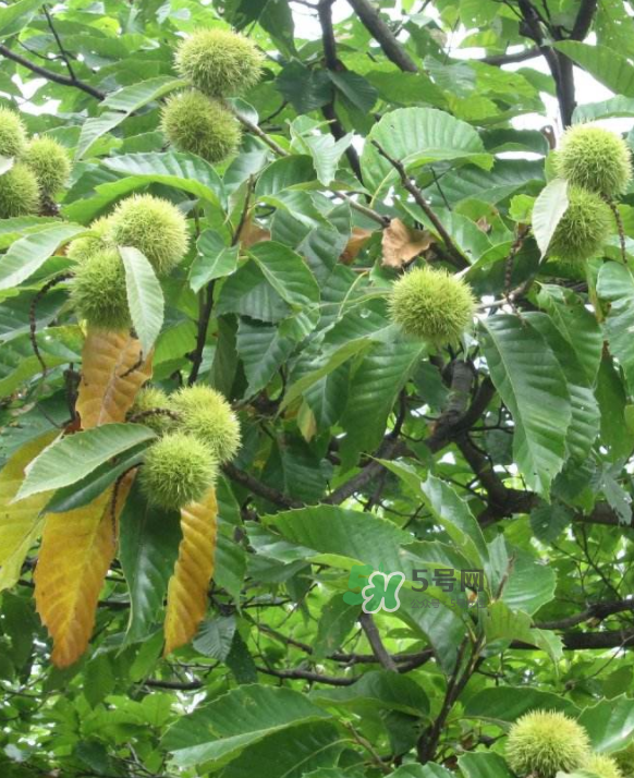 板栗放微波爐加熱多久？板栗放高壓鍋煮多久？