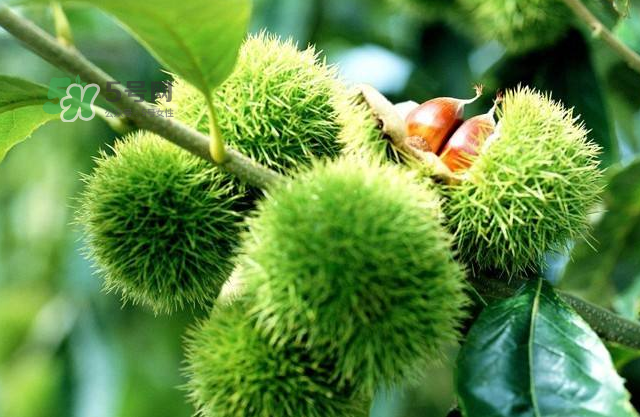 板栗放時(shí)間長(zhǎng)了能吃嗎？板栗放久了干了能吃嗎？