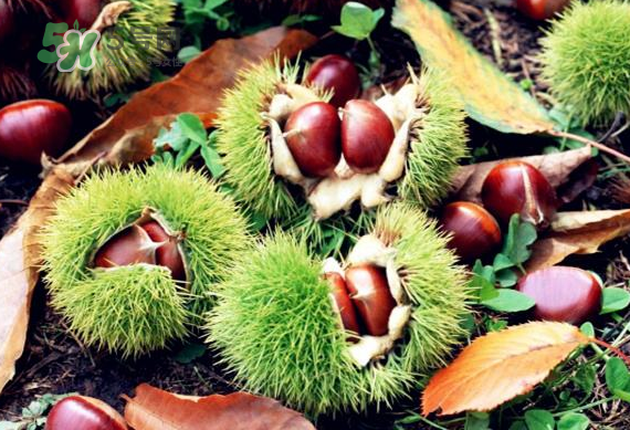 板栗放時(shí)間長(zhǎng)了能吃嗎？板栗放久了干了能吃嗎？