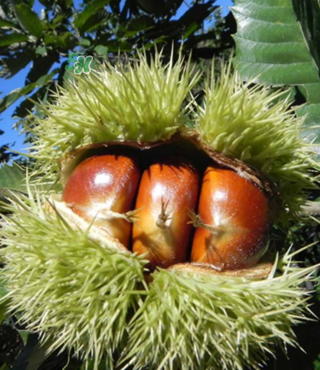 板栗放時(shí)間長(zhǎng)了能吃嗎？板栗放久了干了能吃嗎？