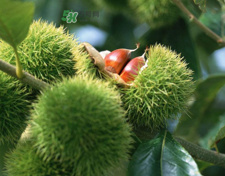 板栗放時(shí)間長(zhǎng)了能吃嗎？板栗放久了干了能吃嗎？