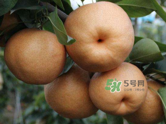 2017豐水梨多少錢一斤？豐水梨價(jià)格