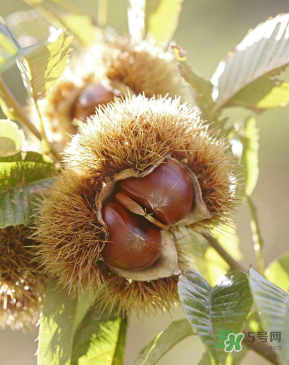 板栗能生吃嗎？板栗生吃好還是熟吃好？