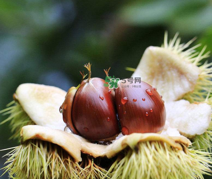 板栗能生吃嗎？板栗生吃好還是熟吃好？