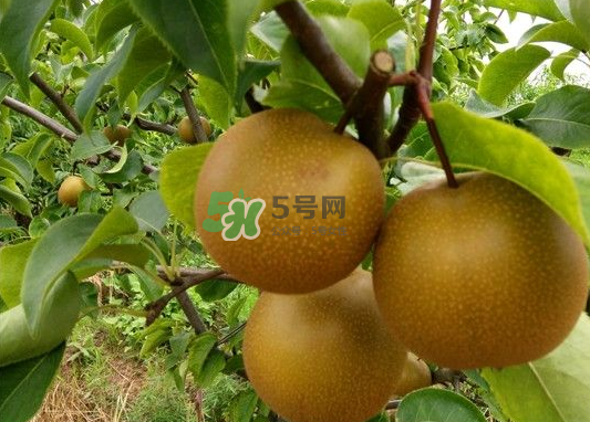 豐水梨產(chǎn)地在哪里？豐水梨是哪里產(chǎn)的？