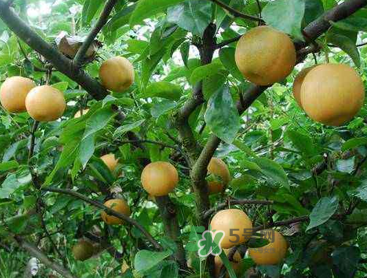 豐水梨產(chǎn)地在哪里？豐水梨是哪里產(chǎn)的？