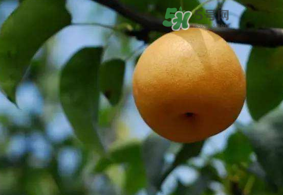 豐水梨什么時候上市？豐水梨幾月份成熟？