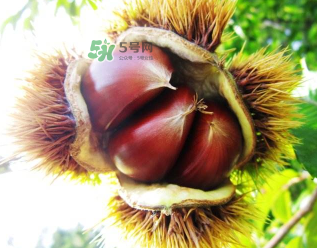 板栗能和紅薯一起吃嗎？板栗能和牛肉一起吃嗎？