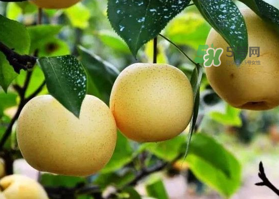 豐水梨什么時候上市？豐水梨幾月份成熟？