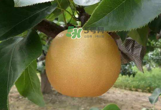 豐水梨什么時候上市？豐水梨幾月份成熟？