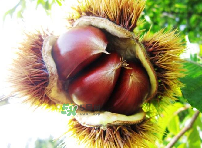 板栗能補腎嗎？板栗補腎陰還是腎陽？