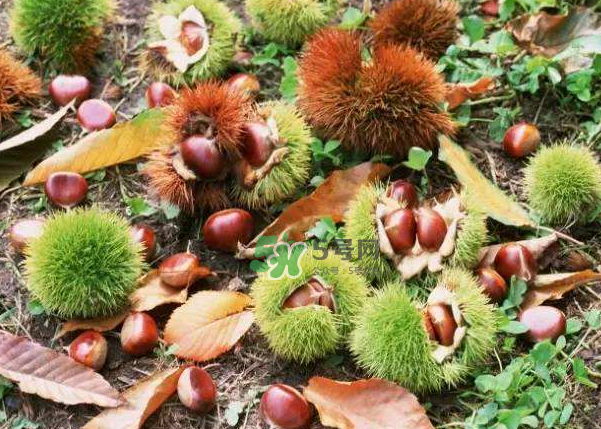 板栗能補腎嗎？板栗補腎陰還是腎陽？