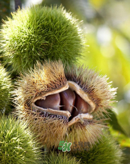 板栗怎么炒好吃又香？板栗怎么炒容易剝殼？