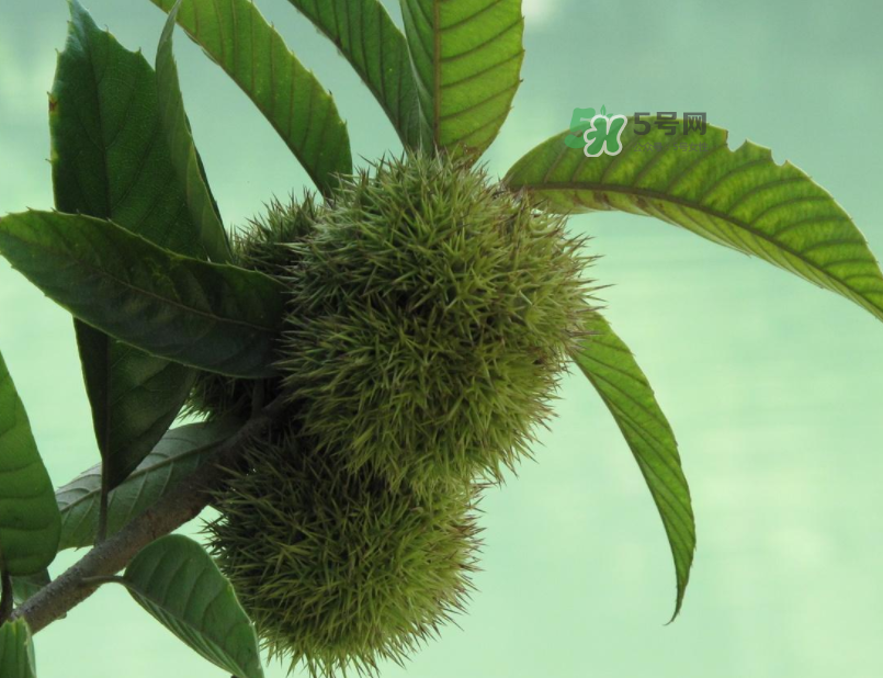 板栗怎么炒好吃又香？板栗怎么炒容易剝殼？