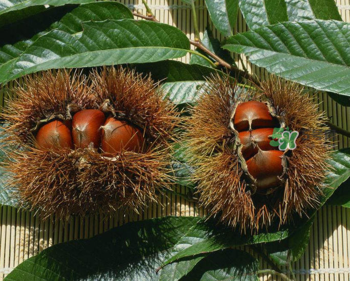 板栗怎么炒好吃又香？板栗怎么炒容易剝殼？