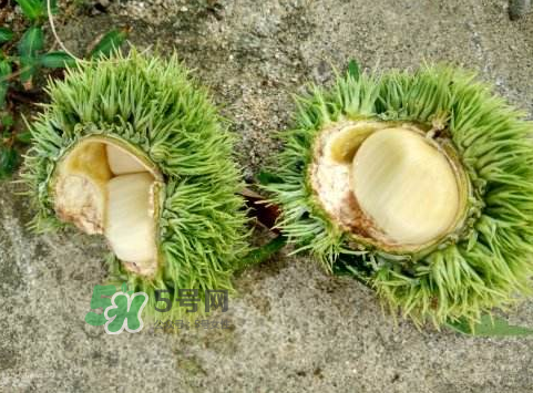 嫩板栗可以吃嗎？嫩板栗怎么吃？