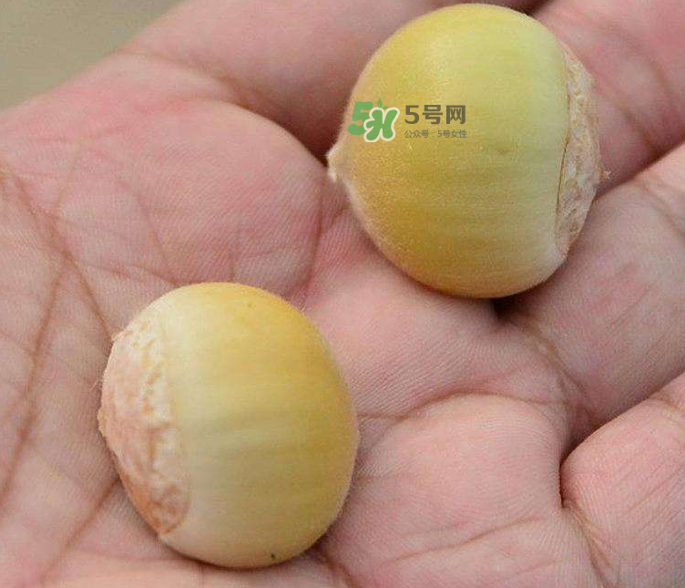 嫩板栗可以吃嗎？嫩板栗怎么吃？