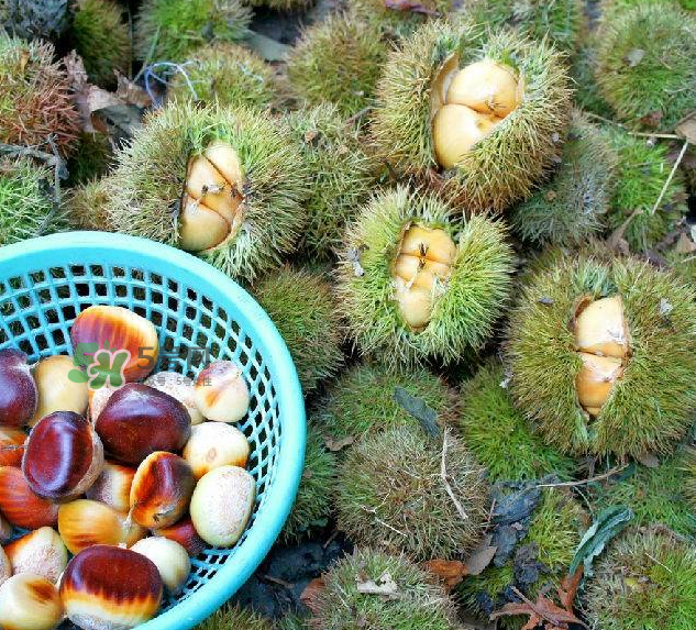 嫩板栗可以吃嗎？嫩板栗怎么吃？