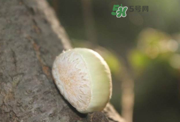 嫩板栗怎么保存？嫩板栗保存方法