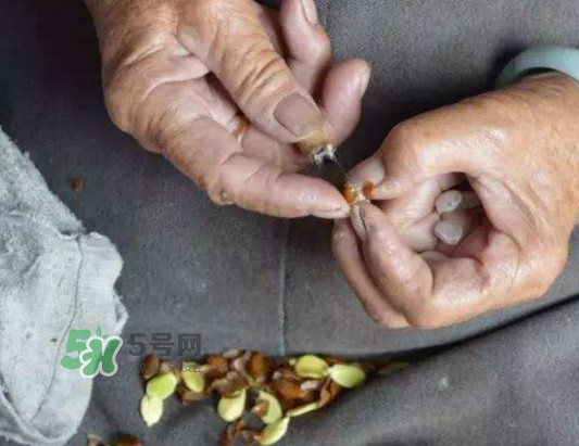 皂角米是怎么剝出來(lái)的？皂角米是酸性還是堿性