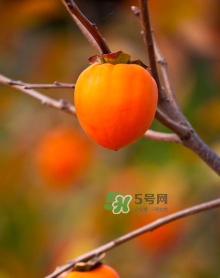 脆柿子好吃還是軟柿子好吃？脆柿子和軟柿子哪個好吃？