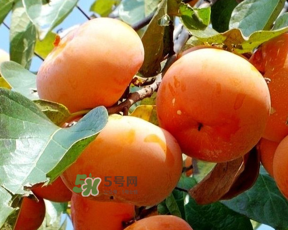 柿子澀是什么原因？柿子如何去澀？